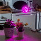 Лампа светодиодная для растений (09645) Uniel E27 9W прозрачная LED-A60-9W/SP/E27/CL ALM01WH