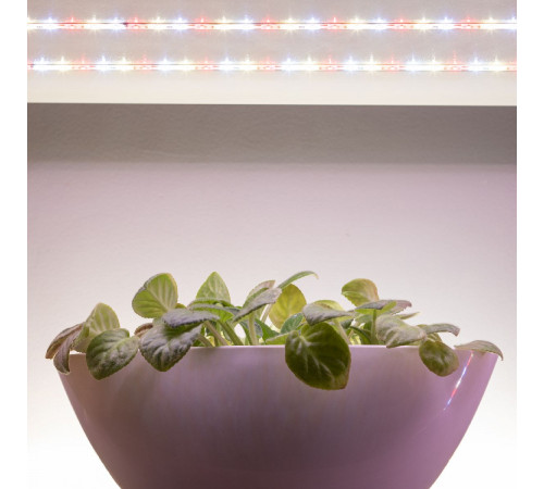 Светодиодная лента Эра FITO-Strip Light-Rа90-3m Б0059881 Светодиодная лента Эра FITO-Strip Light-Rа90-3m Б0059881