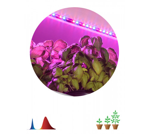 Светодиодная лента для растений Эра 18Вт 1400K 2м IP65 FITO-Strip Light-RB-2m красно-синего спектра Б0057282 Светодиодная лента для растений Эра 18Вт 1400K 2м IP65 FITO-Strip Light-RB-2m красно-синего спектра Б0057282