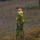 Уличный светильник Odeon Light Nature Liana 7108/15GLA