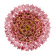 Потолочная люстра Loft IT Murano 10580C/800 Pink