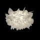 Потолочный светильник Loft IT Clizia 10594/530C White