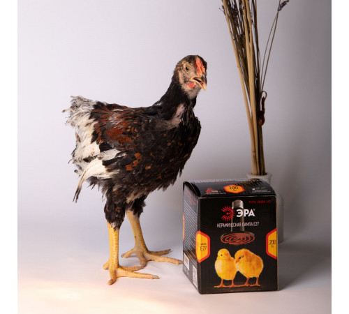Инфракрасная лампа для брудера, рептилий Эра CeramiHeat FITO-50W-НQ Б0052714 Инфракрасная лампа для брудера, рептилий Эра CeramiHeat FITO-50W-НQ Б0052714