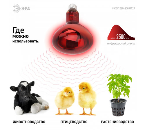 Инфракрасная лампа для обогрева животных и освещения Эра ИКЗК 220-250 R127 Б0055442 Инфракрасная лампа для обогрева животных и освещения Эра ИКЗК 220-250 R127 Б0055442